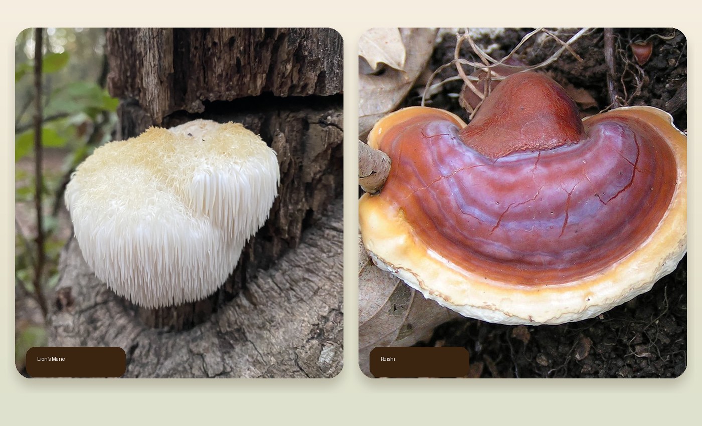 Reishi and Lion’s Mane mushrooms for small-batch extract offerings