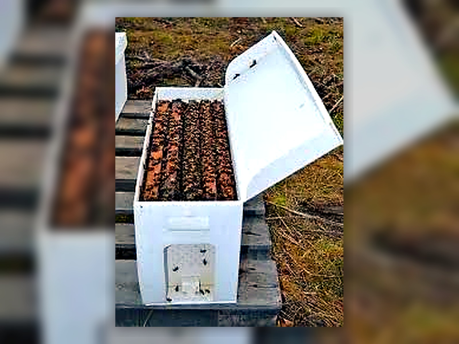 Beekeeper holding a nucleus colony frame at Understory Harvest